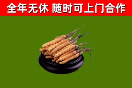 济宁回收散虫草