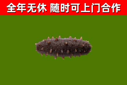 济宁回收海参干